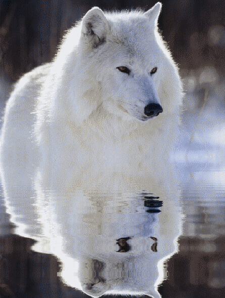magnifique reflet loup blanc